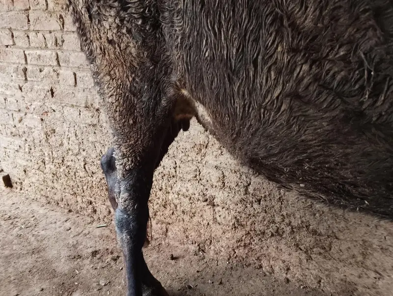 Mix Breed Cow — photo 3
