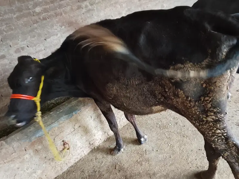 Mix Breed Cow — photo 4