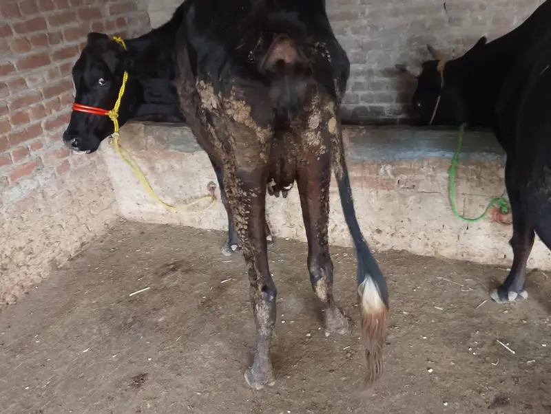 Mix Breed Cow — photo 5