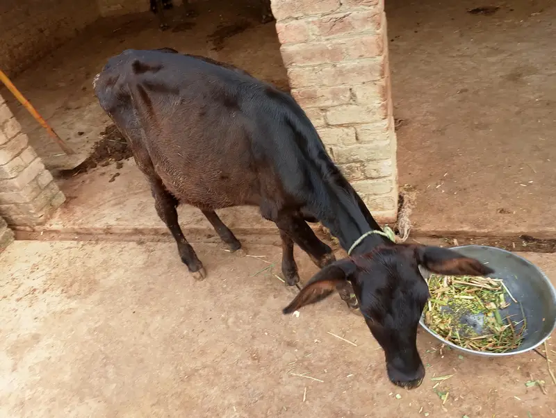 Mix Breed Cow — photo 6