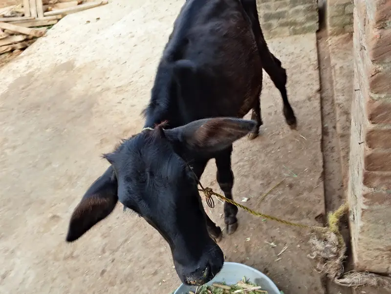 Mix Breed Cow — photo 7