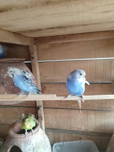 hogoromo pair