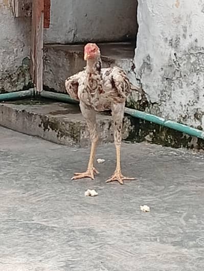 Sindhi patha pure aseel
