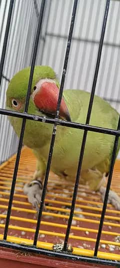ringneck very friendly ( 0333-7940701) WhatsApp for video