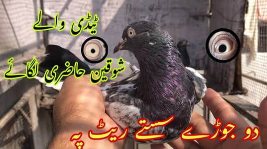2 taddy joray for sale