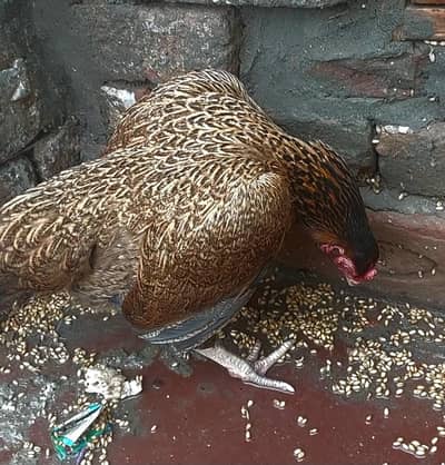 Aseel amroha long tail peli javi for sale.