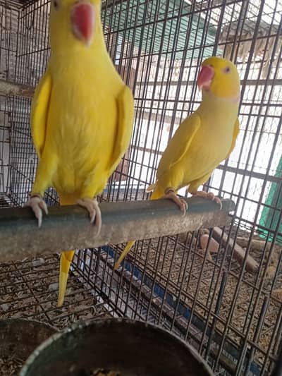 Yellow ringneck breeder pair