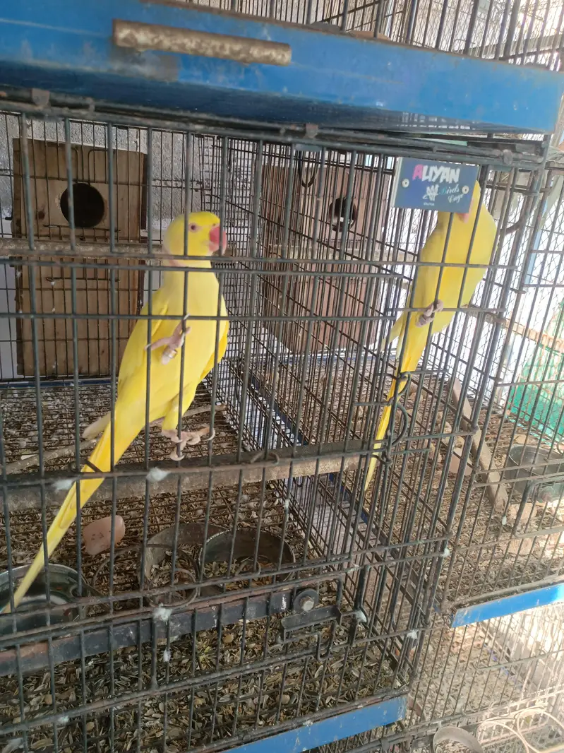 Yellow ringneck breeder pair — photo 3