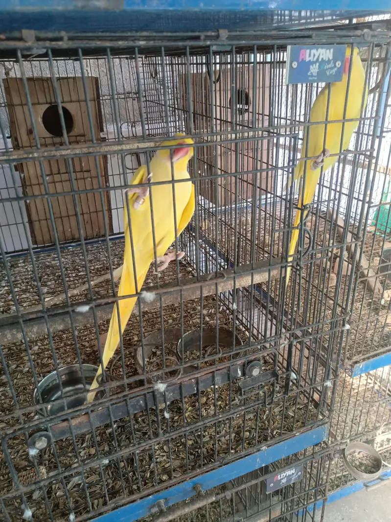 Yellow ringneck breeder pair — photo 4