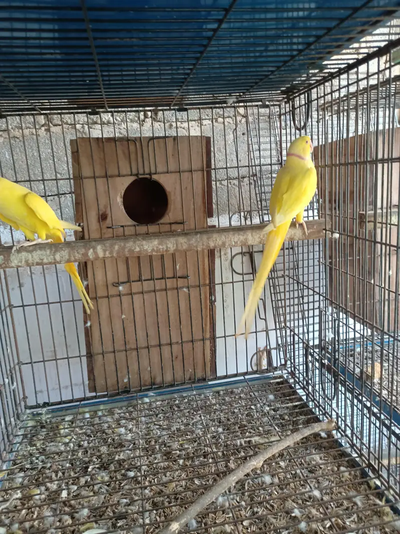 Yellow ringneck breeder pair — photo 5