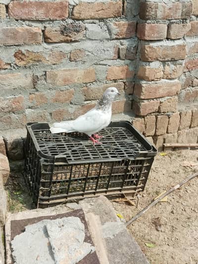 pigeonz pair for sale