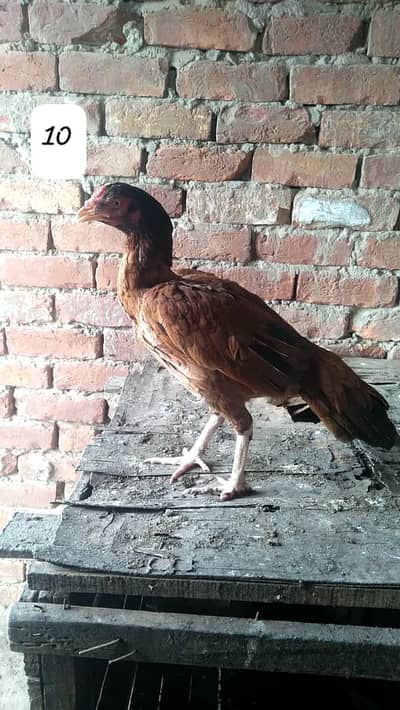 Aseel Hen/Aseel Muskhi/Aseel Heera/Aseel lakhi/Aseel Peeli/Aseel Shjri