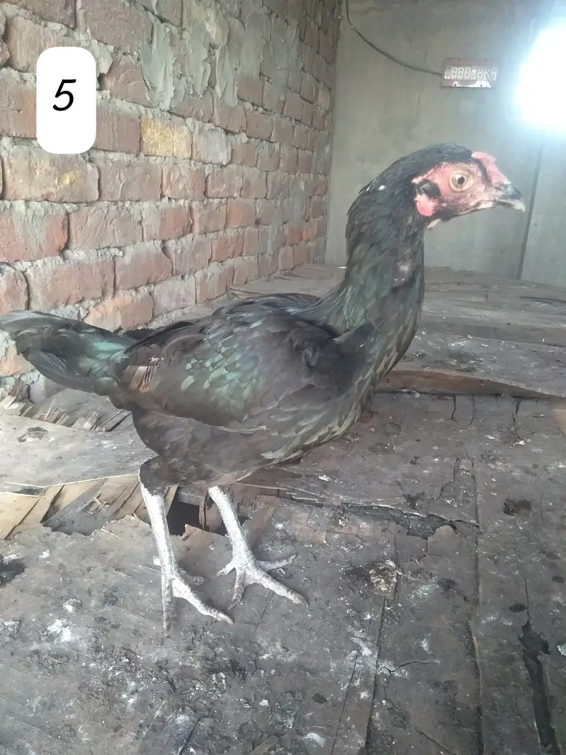 Aseel Hen/Aseel Muskhi/Aseel Heera/Aseel lakhi/Aseel Peeli/Aseel Shjri — photo 2