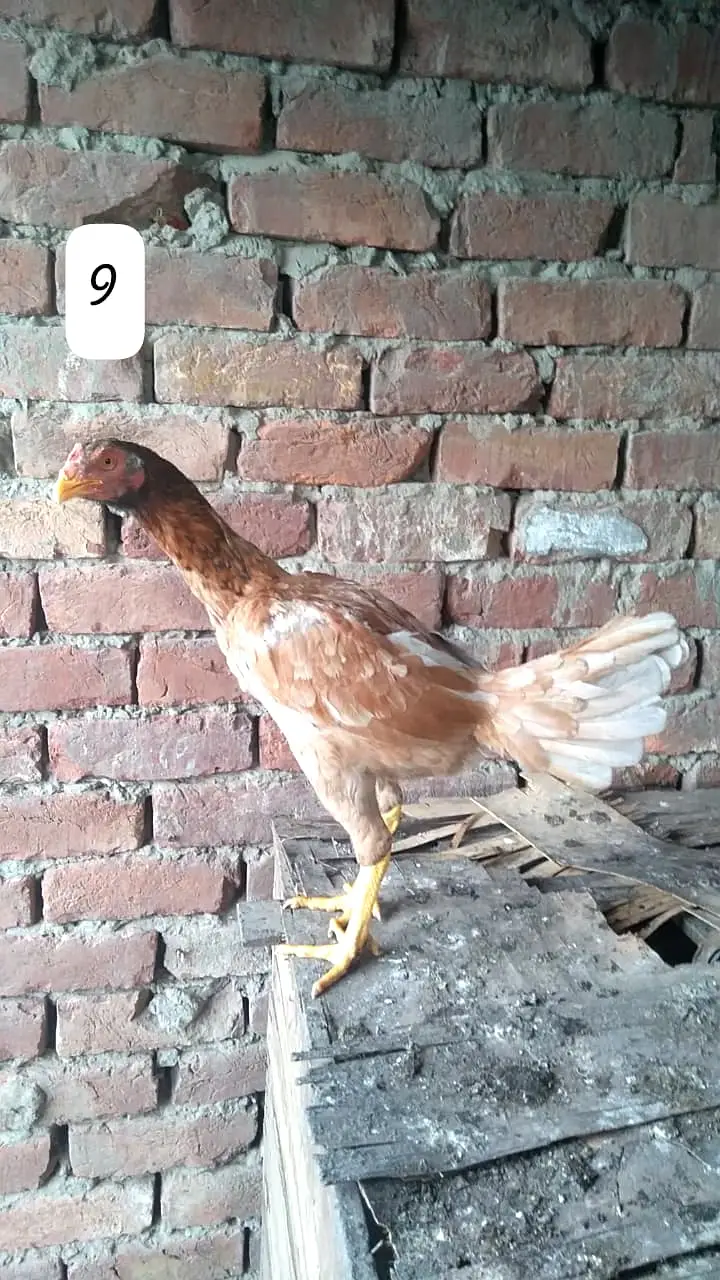 Aseel Hen/Aseel Muskhi/Aseel Heera/Aseel lakhi/Aseel Peeli/Aseel Shjri — photo 4
