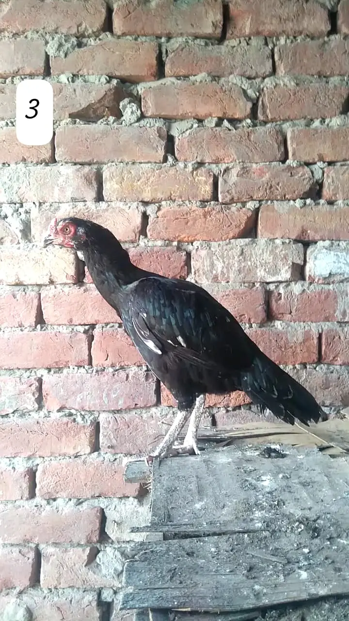 Aseel Hen/Aseel Muskhi/Aseel Heera/Aseel lakhi/Aseel Peeli/Aseel Shjri — photo 5