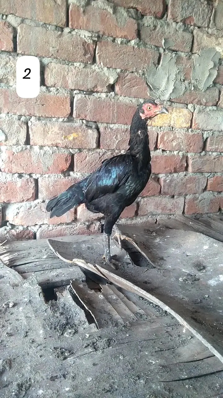Aseel Hen/Aseel Muskhi/Aseel Heera/Aseel lakhi/Aseel Peeli/Aseel Shjri — photo 6