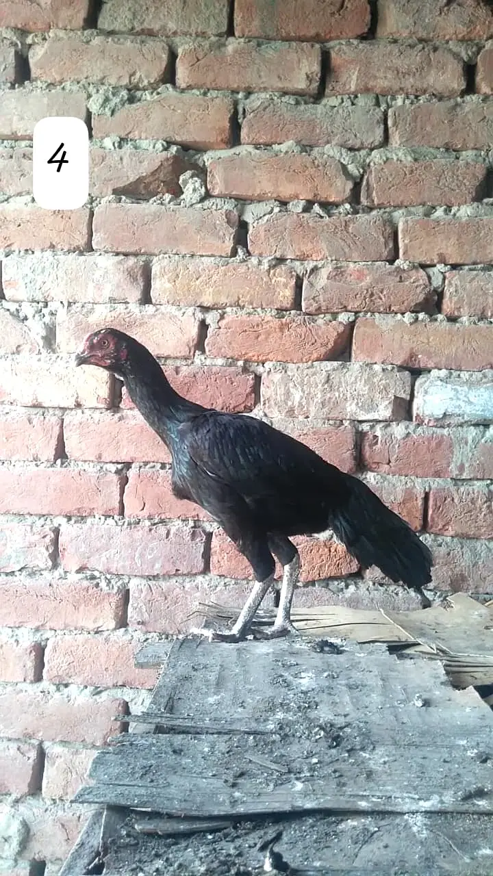Aseel Hen/Aseel Muskhi/Aseel Heera/Aseel lakhi/Aseel Peeli/Aseel Shjri — photo 7