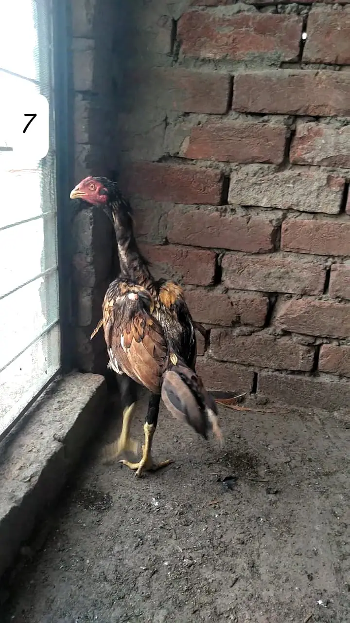 Aseel Hen/Aseel Muskhi/Aseel Heera/Aseel lakhi/Aseel Peeli/Aseel Shjri — photo 8