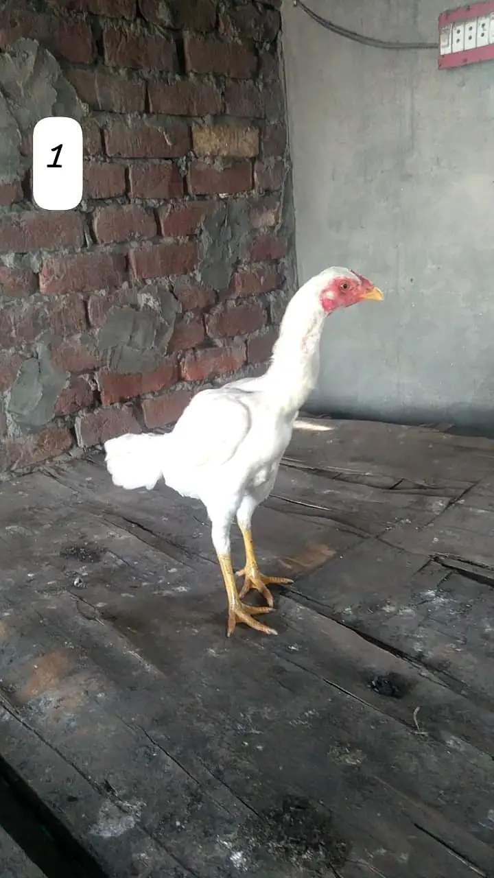 Aseel Hen/Aseel Muskhi/Aseel Heera/Aseel lakhi/Aseel Peeli/Aseel Shjri — photo 9