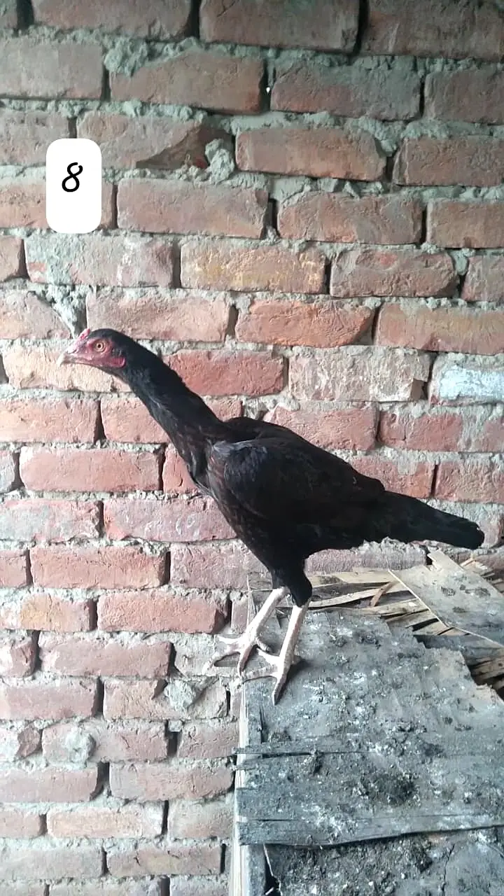 Aseel Hen/Aseel Muskhi/Aseel Heera/Aseel lakhi/Aseel Peeli/Aseel Shjri — photo 10