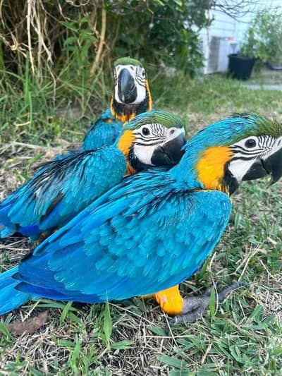 blue macaw parrot chick for sale 0321/7047/351