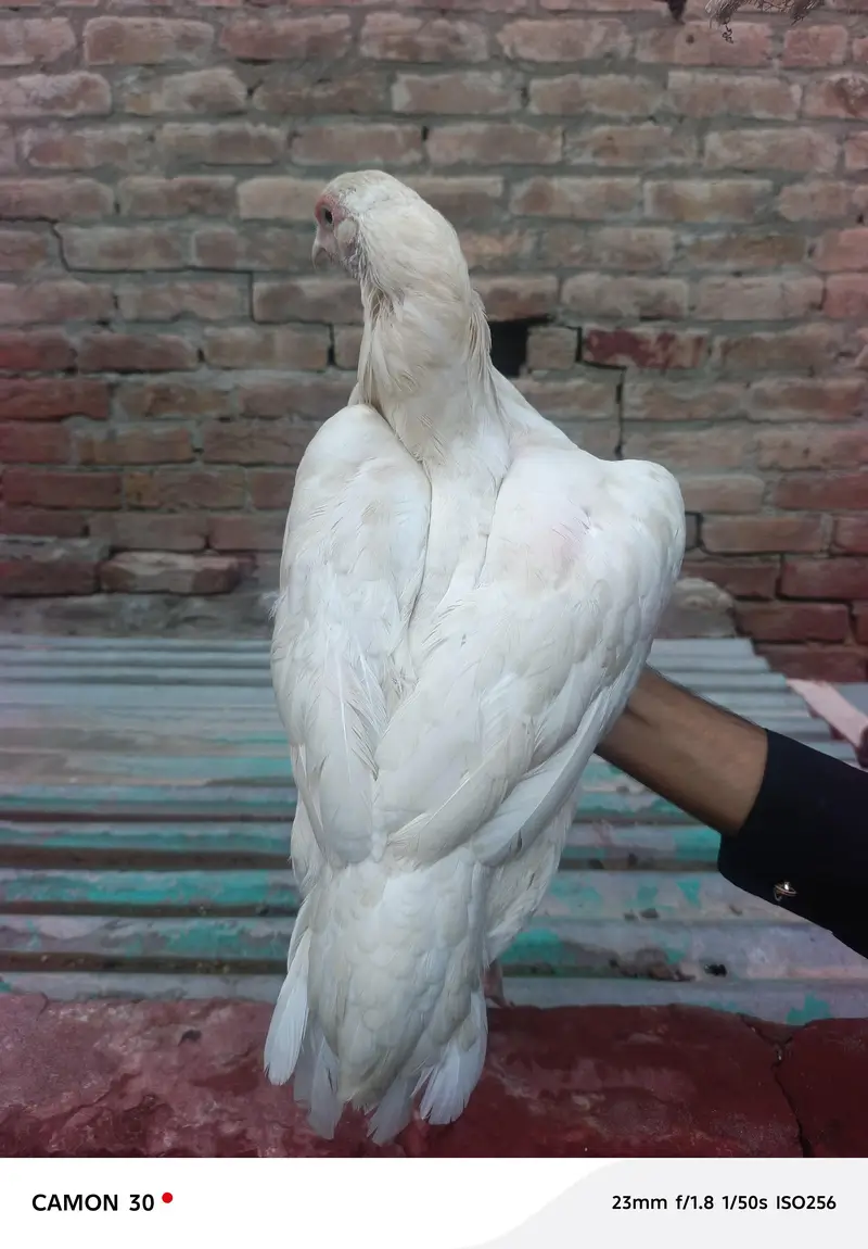 Heera assel (03270098388] block 29 Sargodha — photo 2