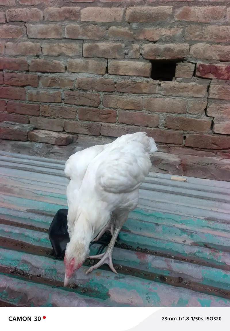 Heera assel (03270098388] block 29 Sargodha — photo 3