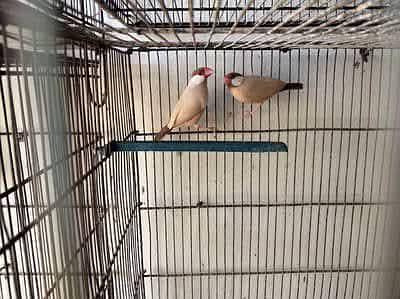 fawn jawa pair
