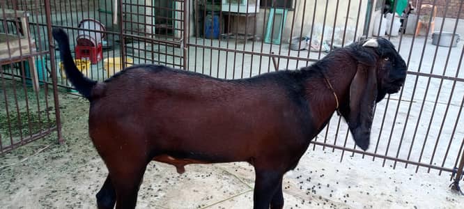 pure beetle breeder bakra 03256512525