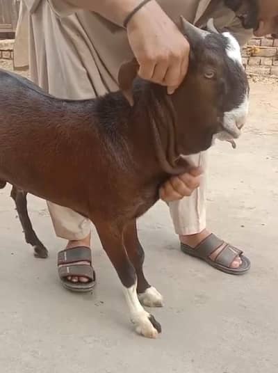 pure Patira Bakra | Full Jhalar | kheera | بکرا  |  High quality