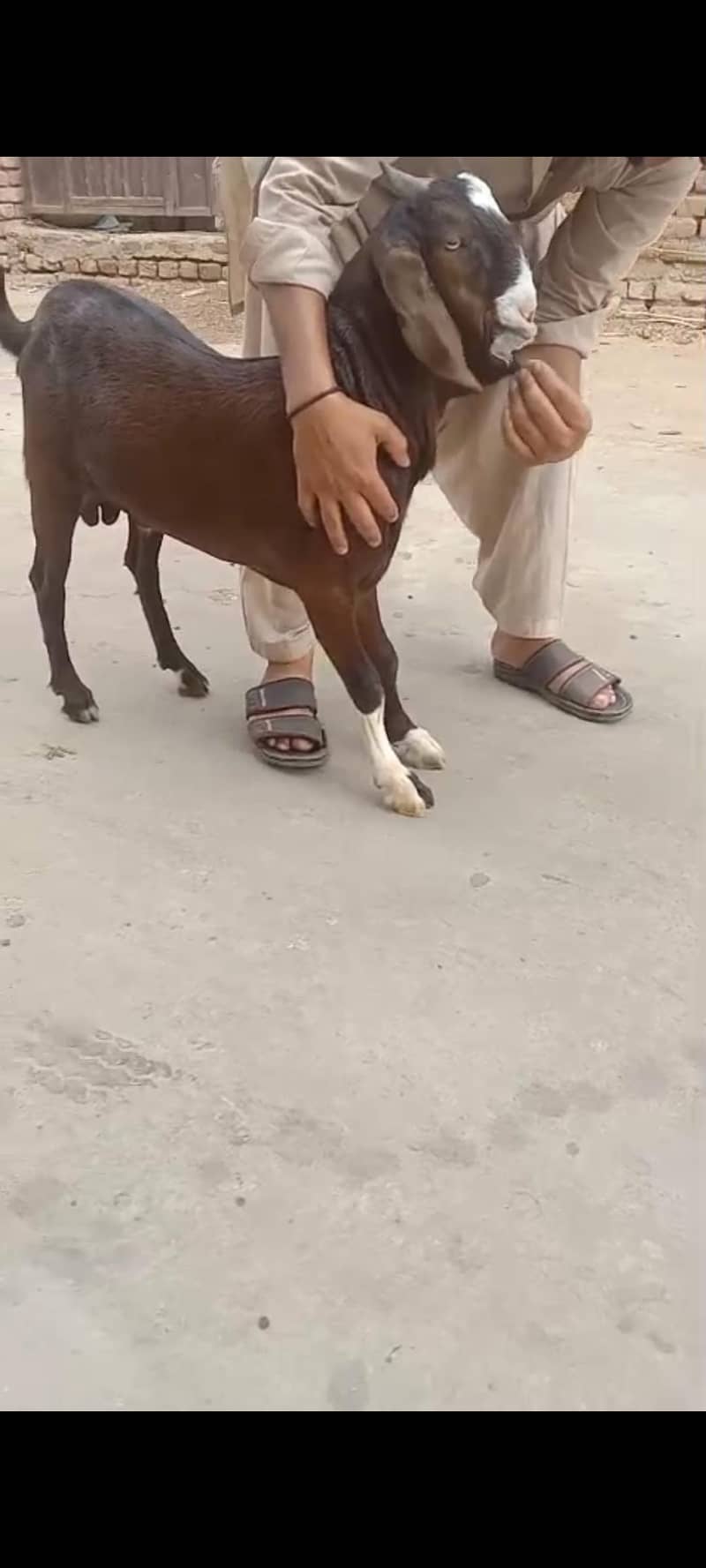 pure Patira Bakra | Full Jhalar | kheera | بکرا  |  High quality 1