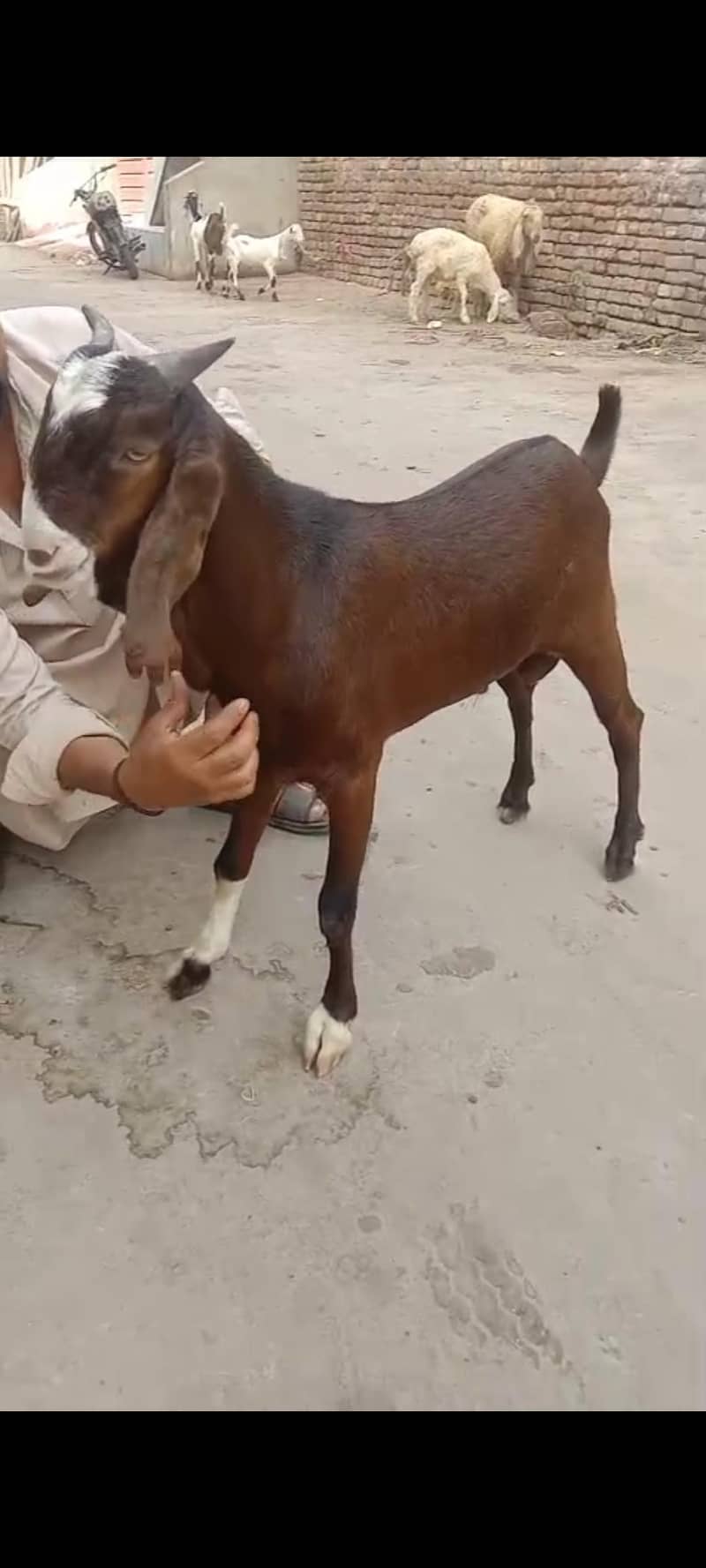 pure Patira Bakra | Full Jhalar | kheera | بکرا  |  High quality 2
