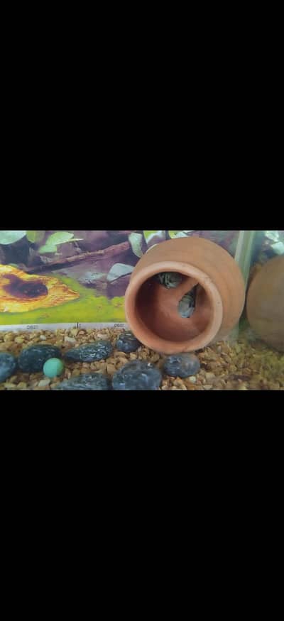 Pollar blue parrot 2 pairs confirm breader, one month ago gave babies