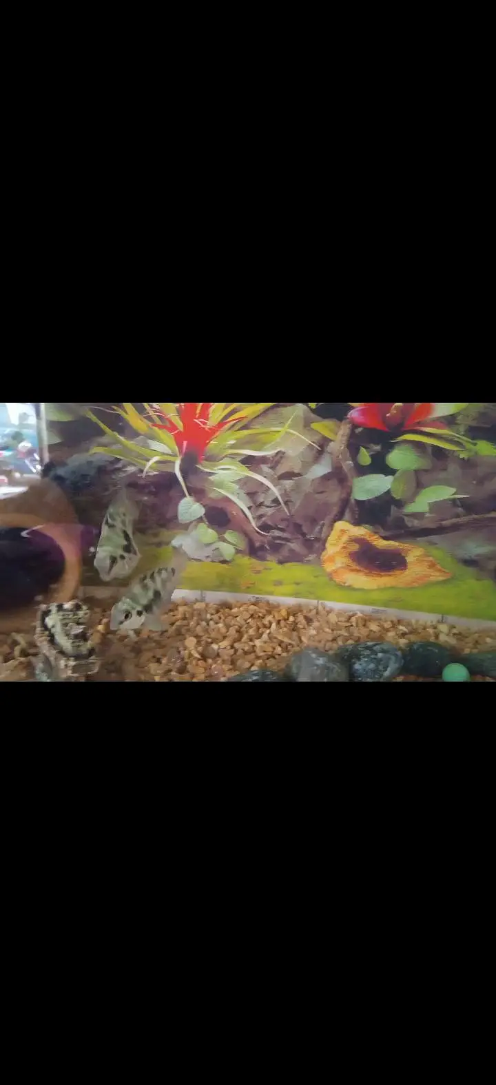 Pollar blue parrot 2 pairs confirm breader, one month ago gave babies — photo 2