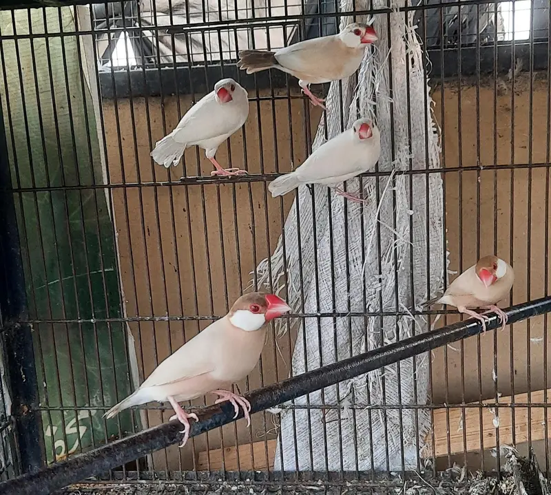 Fawn java Breeder pair