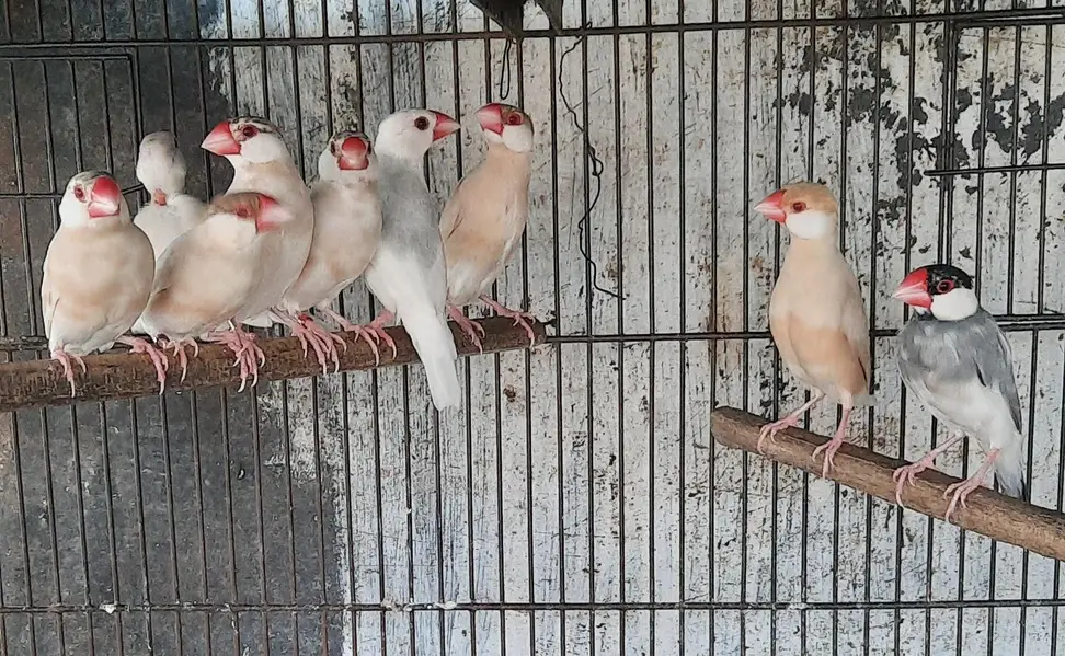 Fawn java Breeder pair — photo 2