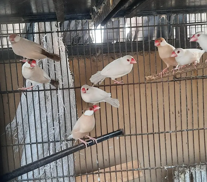 Fawn java Breeder pair — photo 3