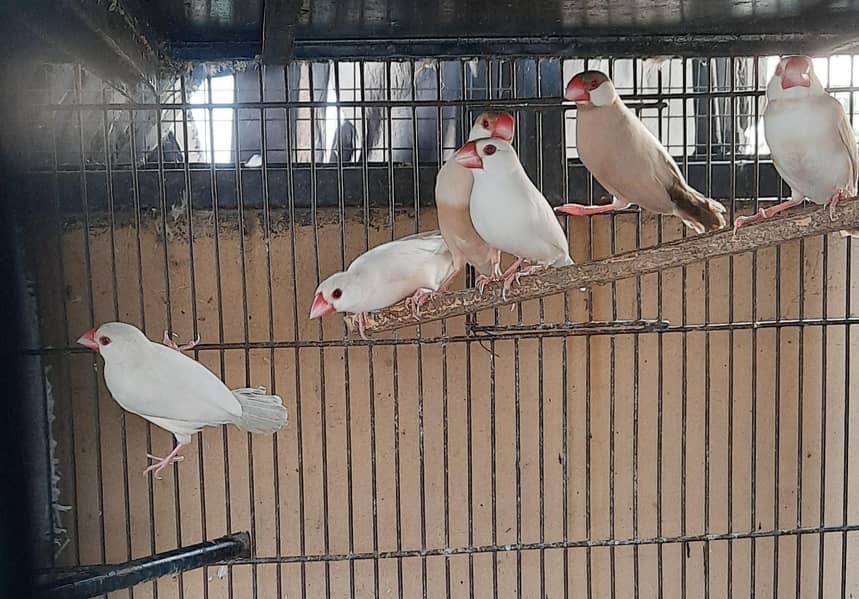 Fawn java Breeder pair 4