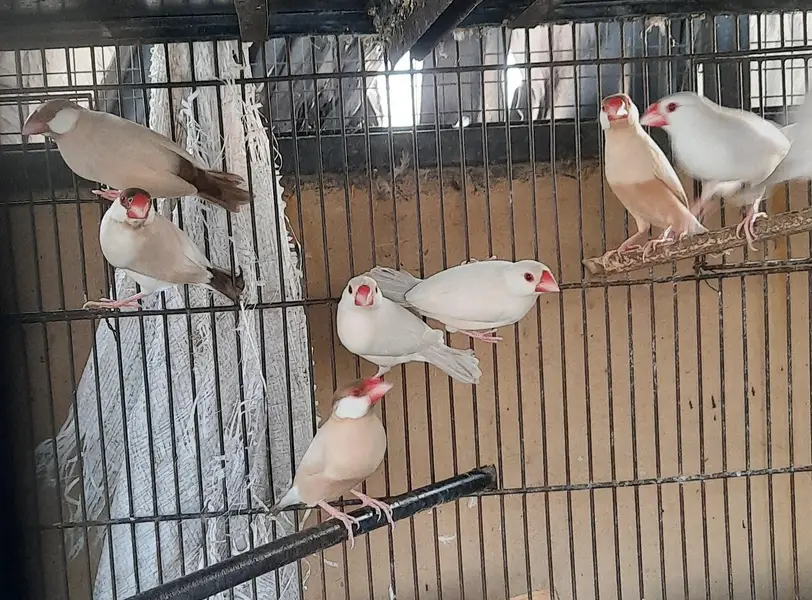 Fawn java Breeder pair — photo 7