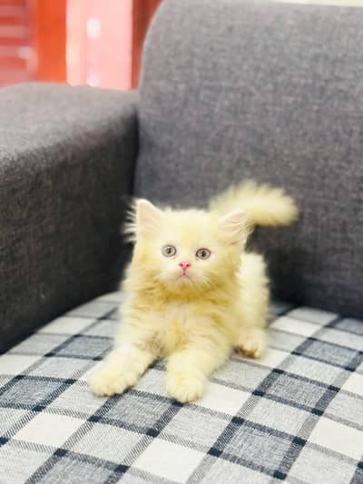 kitten