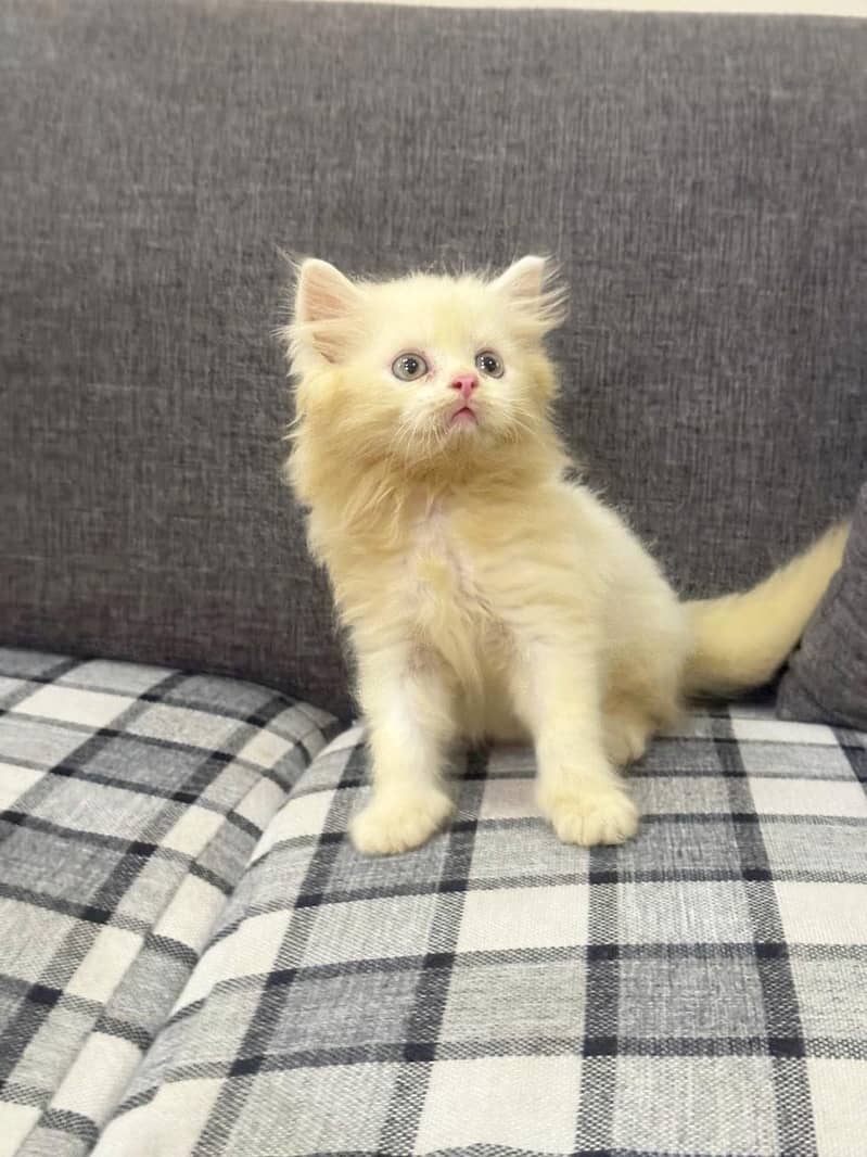 kitten 1