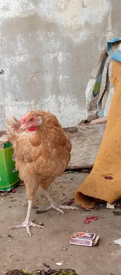 misri hens egg lying pair