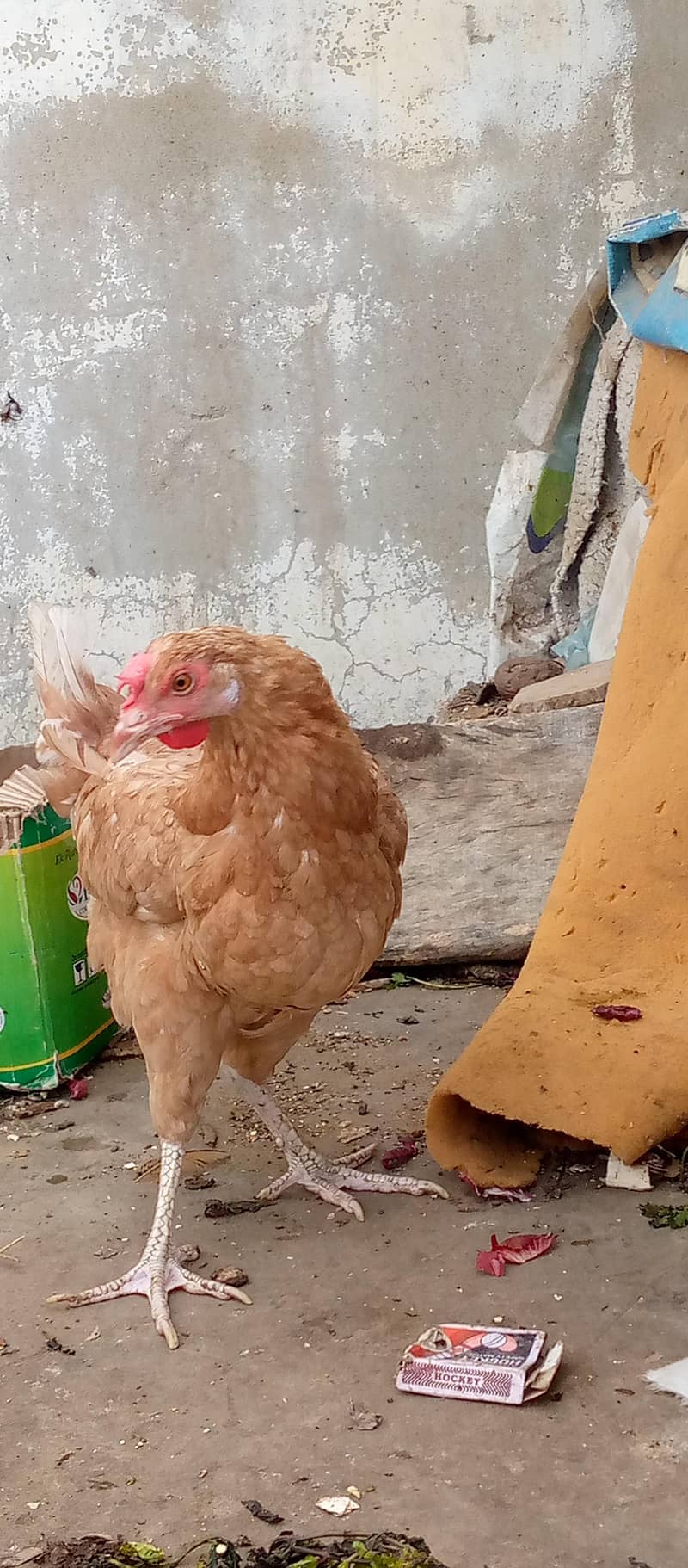 misri hens egg lying pair 0