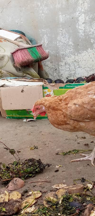 misri hens egg lying pair