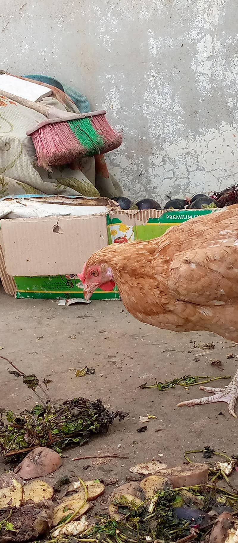 misri hens egg lying pair 8