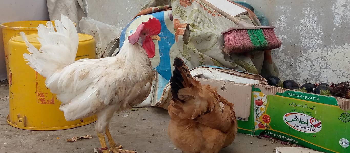 misri hens egg lying pair 11