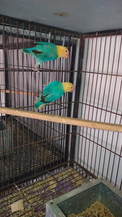 Top Quality Opaline Pair