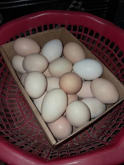 organic eggs (desi andy)