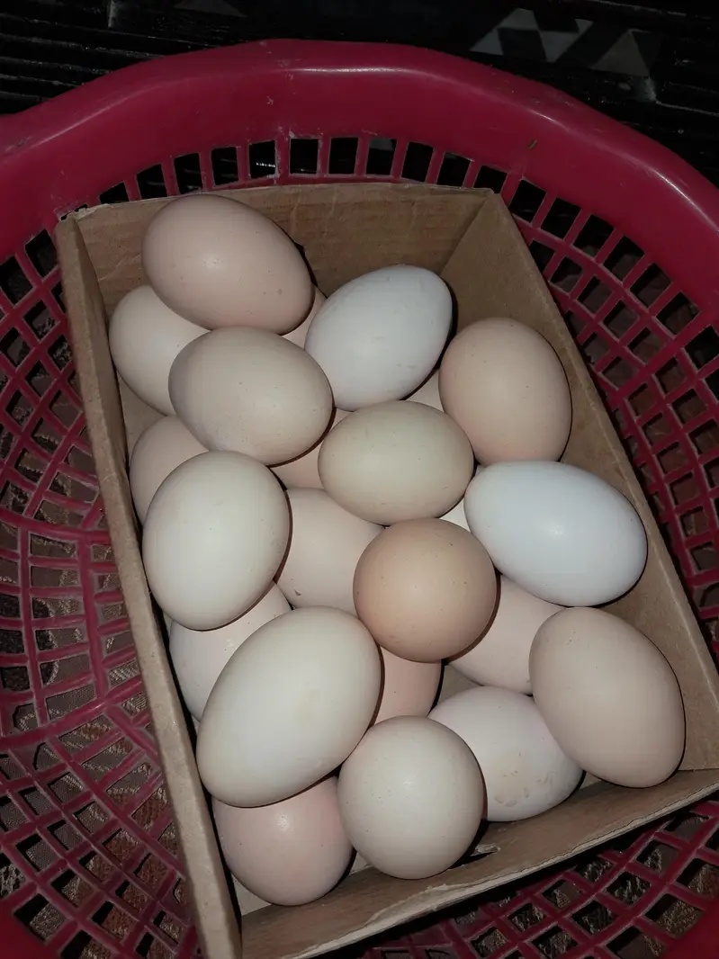 organic eggs (desi andy) — photo 2