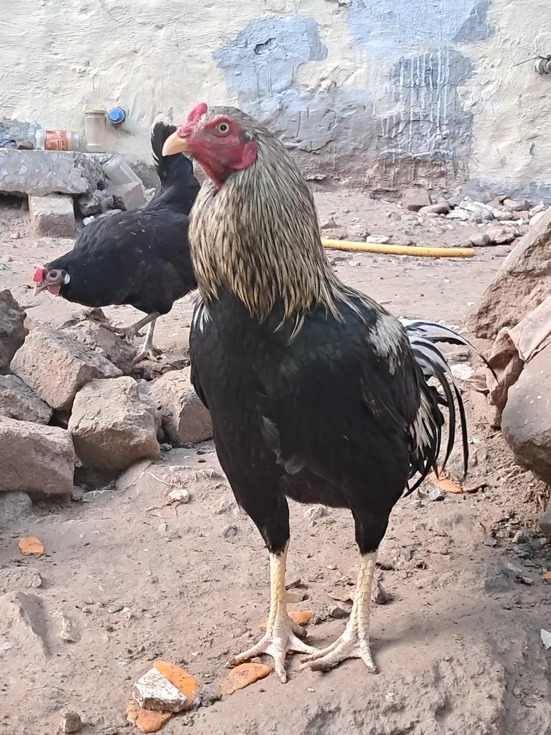 organic eggs (desi andy) — photo 4